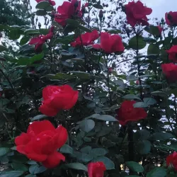 Bethlehem Rose Garden - Bethlehem