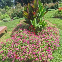 Bethlehem Rose Garden - Bethlehem