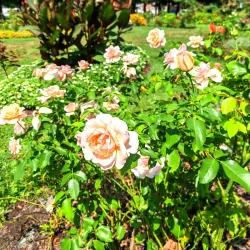 Bethlehem Rose Garden - Bethlehem