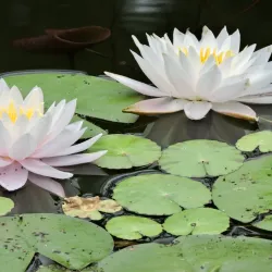 Pittsburgh Botanic Garden - Bridgeville