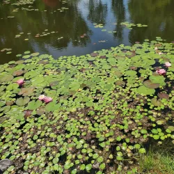 Settlers Cabin Park - Bridgeville