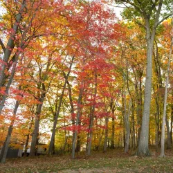 South Fayette Township Community Park - Bridgeville