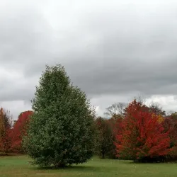 South Fayette Township Community Park - Bridgeville
