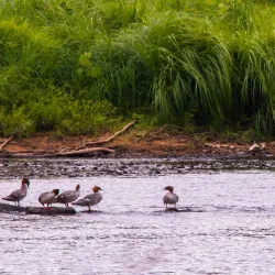 Clarion River - Clarion