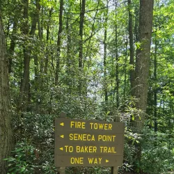 Cook Forest State Park Fire Tower - Clarion