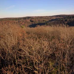 Cook Forest State Park Fire Tower - Clarion