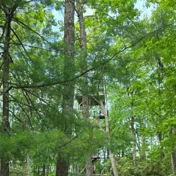 Cook Forest State Park Fire Tower - Clarion