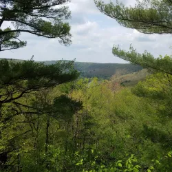 Cook Forest State Park - Clarion