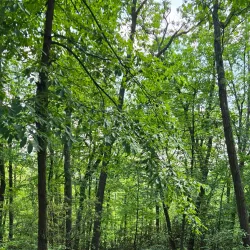 Cook Forest State Park - Clarion