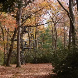 Cook Forest State Park - Clarion