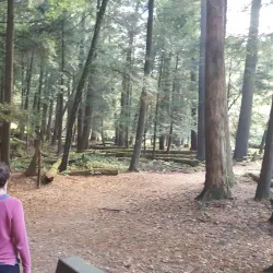 Cook Forest State Park - Clarion