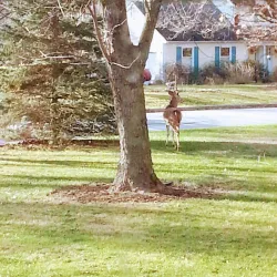 Downtown Downingtown - Downingtown