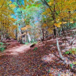Bushy Run Battlefield - Greensburg