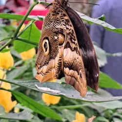 Hershey Gardens - Hershey