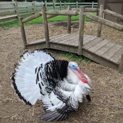Indian Echo Caverns - Hershey