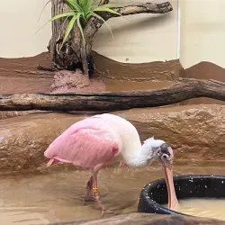 ZooAmerica North American Wildlife Park - Hershey