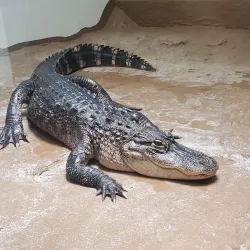 ZooAmerica North American Wildlife Park - Hershey