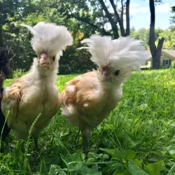 Dyberry Creek Park - Honesdale