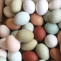 Dyberry Creek Park - Honesdale