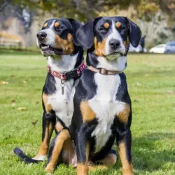 Dyberry Creek Park - Honesdale