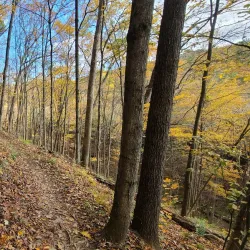 Allegrippis Trails - Huntingdon