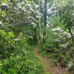Standing Stone Trail - Huntingdon