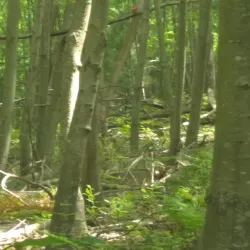 Standing Stone Trail - Huntingdon