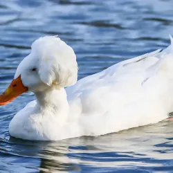 Long's Park - Lancaster