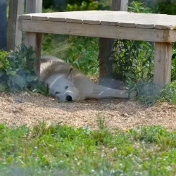 Wolf Sanctuary of PA - Lancaster