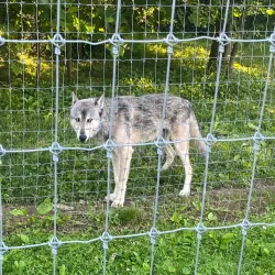 Wolf Sanctuary of PA - Lancaster