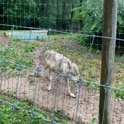 Wolf Sanctuary of PA - Lancaster