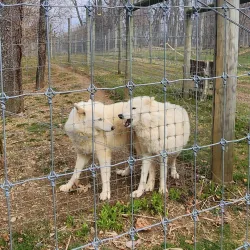 Wolf Sanctuary of PA - Lancaster