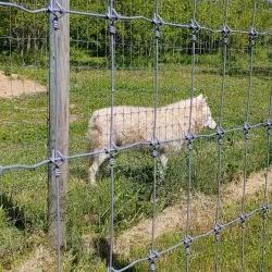 Wolf Sanctuary of PA - Lancaster