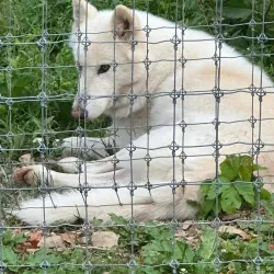 Wolf Sanctuary of PA - Lancaster