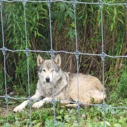 Wolf Sanctuary of PA - Lancaster