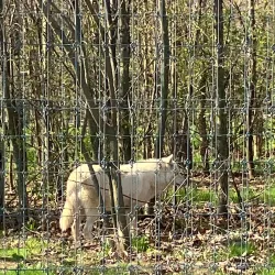 Wolf Sanctuary of PA - Lancaster