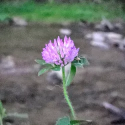 Heritage Park - Lower Burrell