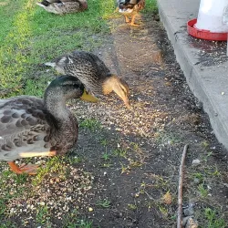 Lower Burrell Community Park - Lower Burrell