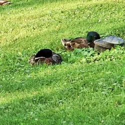 Lower Burrell Community Park - Lower Burrell