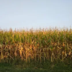 Mansfield Community Park - Mansfield