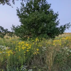 Mansfield Community Park - Mansfield