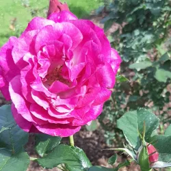 Renziehausen Park - McKeesport