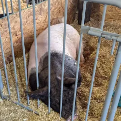 Crawford County Fairgrounds - Meadville