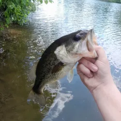 Yellow Breeches Creek - Mechanicsburg