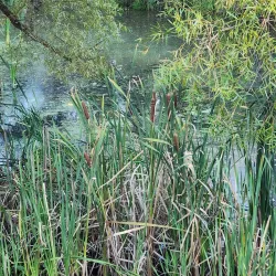 Media Memorial Park - Media