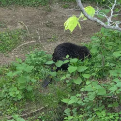 Media Memorial Park - Media