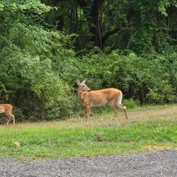 Core Creek Park - Morrisville