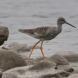 Delaware River Waterfront - Morrisville