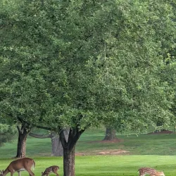 New Castle Country Club - New Castle