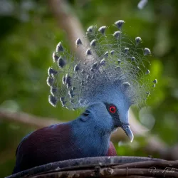 National Aviary - Pittsburgh